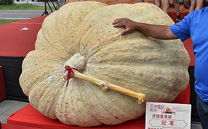 925斤破紀錄大南瓜在這！來淡水逛農夫市集喝南瓜啤酒