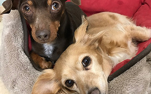 飼主快看！未定期施打狂犬病疫苗最高罰15萬