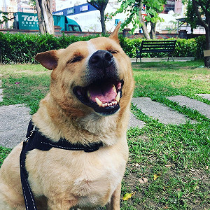 毛孩暑假活動多！減重、攝影比賽、運動會通通有