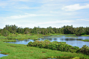 高頭蝠超可愛！來鰲鼓濕地賞蝙蝠睡姿