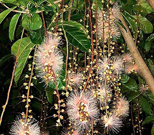 夏日絕美煙火來這看！八里穗花棋盤腳越晚越璀璨