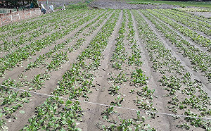 豪雨毀白菜！高雄農友快申請災害補助