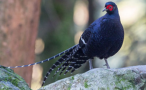 台大領先全球！完整解密台灣帝雉全基因體可望預防禽流感