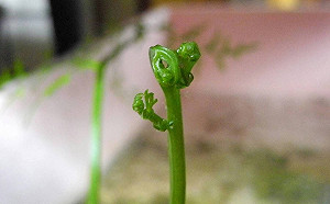 食用蕨類都在這！周末來青年公園特展長知識