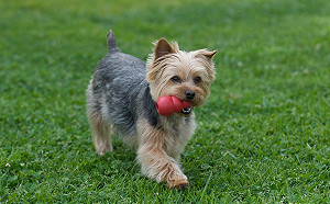 毛孩記得植晶片！沒植＋登記飼主恐遭罰