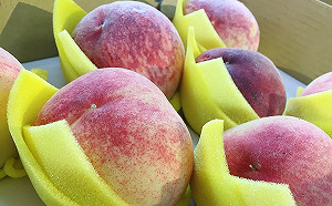 拉拉山水蜜桃開賣 今年產量甜度更勝以往