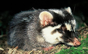 暑假親山注意狂犬病！遇到這種動物要小心