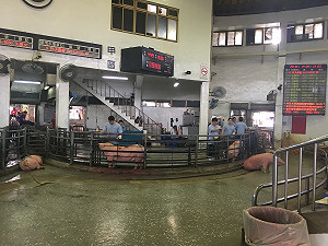 停打口蹄疫苗！9日起新北市屠宰牛豬羊必附健檢聲明