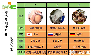 神仙轉世？預測世足動物大比拚