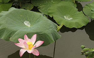 全台多雲到晴 北部午後雷陣雨出遊勿忘雨具