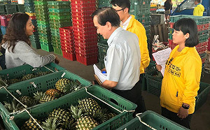 強降雨釀鳳梨農損   農糧署三點承諾保農民權益