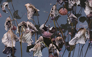 徜徉秋意場景中  雲門舞集最新攝影展明登場