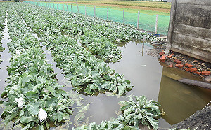 遭豪雨轟炸！中南部農損高達1598萬