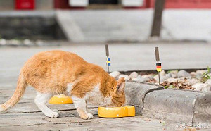 神準預測6場世界盃賽事 北京故宮流浪貓病逝