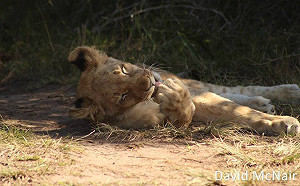 南非犀牛盜獵者誤闖獅子地盤  被啃到剩人頭