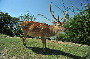 登山民眾遭水鹿攻擊 肋骨斷頭部受傷