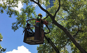 瑪莉亞強颱來襲 台北市為防颱修剪行道樹