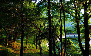 瑪莉亞來襲勿上山！林務局公告14處森林遊樂區休園