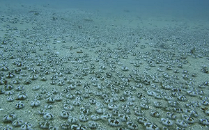 好療癒！墾丁大量海膽遷徙的影片曝光  (影)
