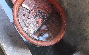 新北出現本土登革熱案例！疾管署呼籲颱風後清理積水容器