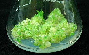 光看就療育滿點！來自非洲「美吉壽」可愛多變