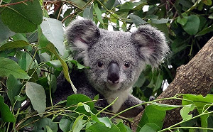 想見牠要三顧茅廬？明晚無尾熊不發懶辦見面會