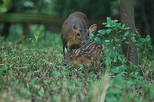 山Ａ肉是啥玩意？ 上桌不是山羌肉 業者詐欺罪送辦