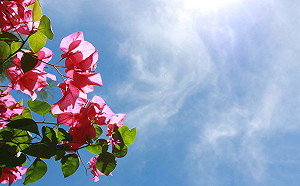 抬頭處處留心皆美景！北市繽紛九重葛環繞你左右