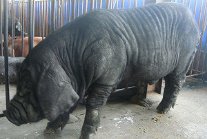 毛豬偏少供應又要足 中元節前擬多休市2天