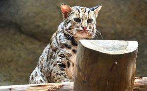 苗栗超萌小石虎遇車禍    好心人與警聯手搶救