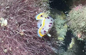 桃園大潭藻礁稀有生物現蹤  環團籲另謀天然氣廠址