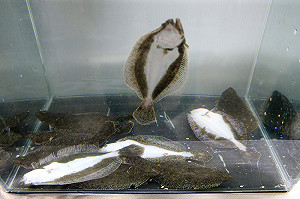 花4年成功繁殖高級比目魚 進軍高檔料理