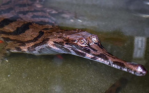 想看長吻鱷免出國！周六來動物園收服水系動物寶貝