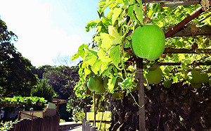 農村秘境半日遊！來北投湖山體驗原始自然味