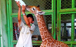 大眾集氣奏效！長頸鹿「麥照」恢復行走活碰亂跳