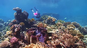 搶救大堡礁 澳洲祭出「太陽防護罩」奇招