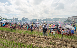 千人下田體驗客庄農作 親子齊動手「學做客、學做農」