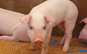 防範豬肉短缺問題！農委會：落實餵養蒸煮廚餘