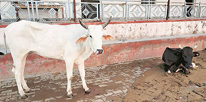 先救牛再救人！遭圍毆男子疑警方延誤送醫死亡