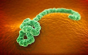 康復≠沒毒！ 女染伊波拉康復逾一年 家人疑因餘毒中鏢