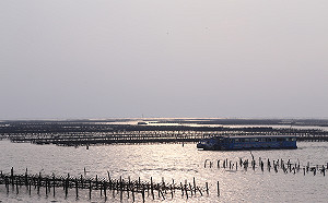 每年3千蚵架棄海汙染 嘉縣府今年起強制回收