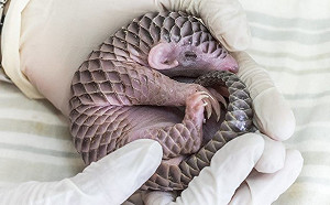 全球首例人工哺育長大穿山甲！「梧空」故事周末登場