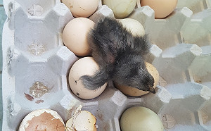 熱～韓高溫破111年紀錄  雞蛋自己孵出小雞