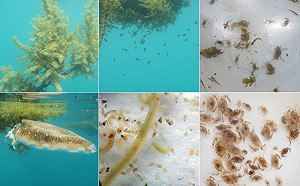 漁電雙贏！全台三處離岸風場海域結合牡蠣養殖