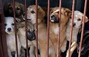 香肉來源? 叔姪認養流浪狗  一隻300元賣出宰殺