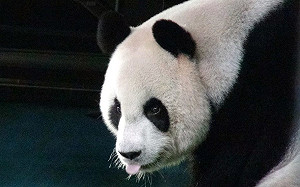 「圓圓」晉身美食家！技能升級能辨別正港龍眼蜜