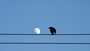 相距38萬4400公里的鄰人！日網友熱議轉推烏鴉和月亮對話