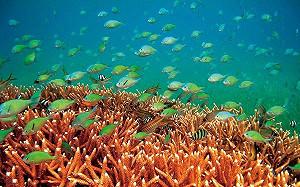 未遭破壞海洋棲息地 恐50年內完全消失