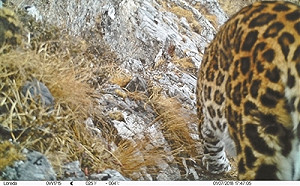 金錢豹現身四川臥龍  大貓熊身強體健不受威脅