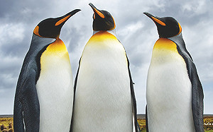 全球最大國王企鵝棲息地 企鵝數量銳減90%